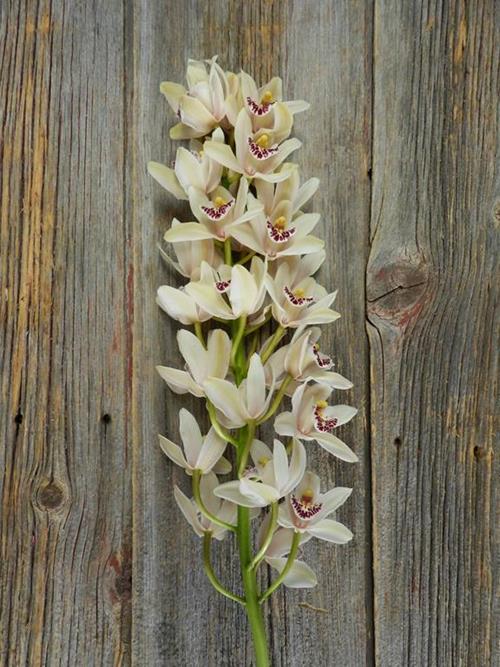 WHITE MINI CYMBIDIUM